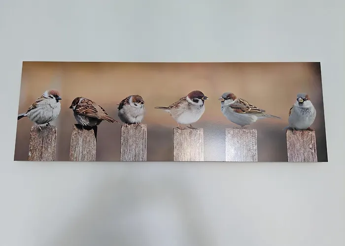Les Jolis Nids - Studio Moineau