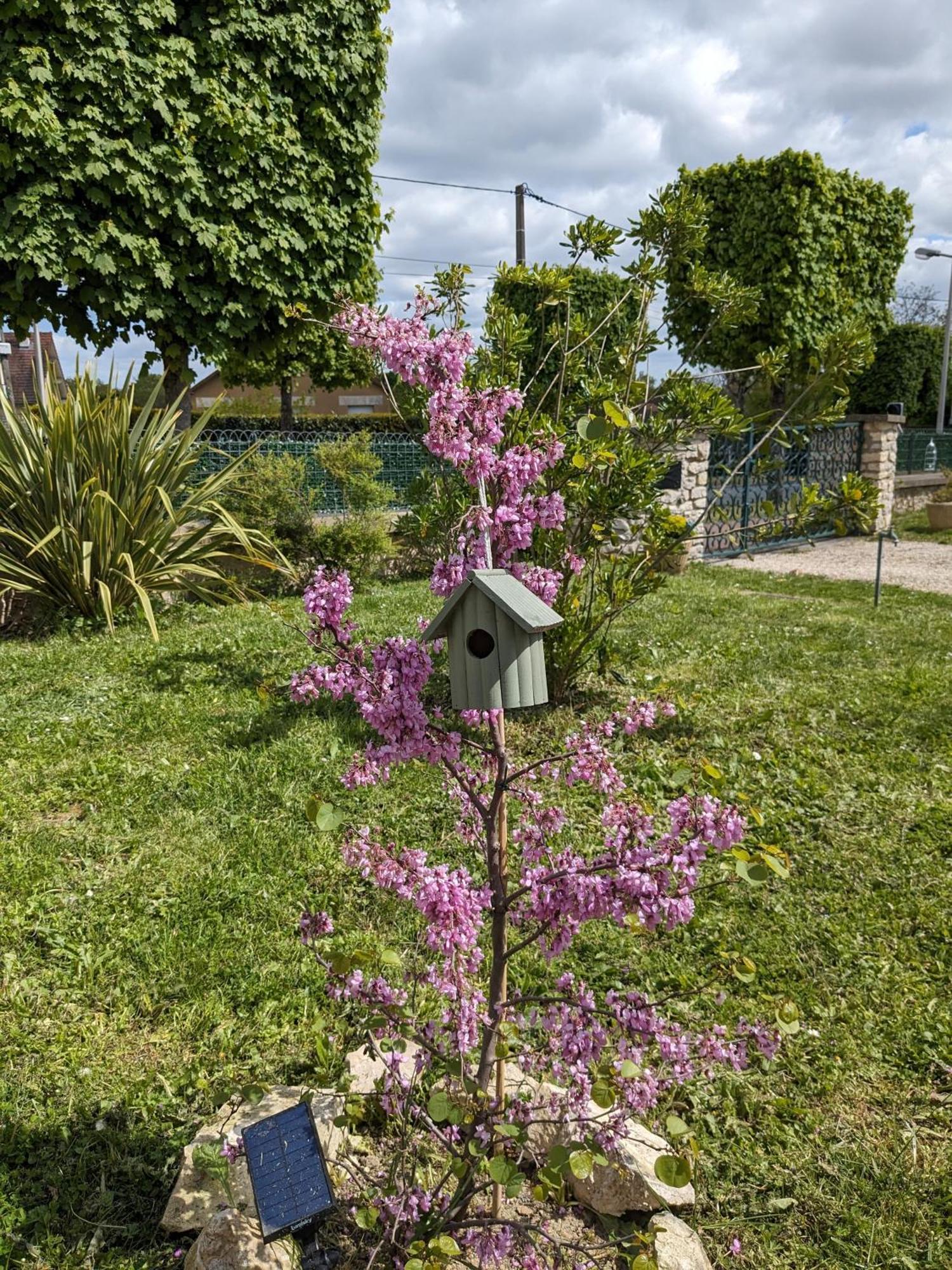 Les Jolis Nids - Moineau *